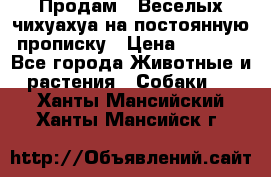 Продам.  Веселых чихуахуа на постоянную прописку › Цена ­ 8 000 - Все города Животные и растения » Собаки   . Ханты-Мансийский,Ханты-Мансийск г.